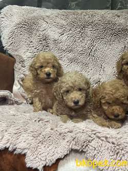 Toy Poodle / SATILIK YAVRULARIMIZ 5