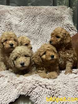 Toy Poodle / SATILIK YAVRULARIMIZ 3