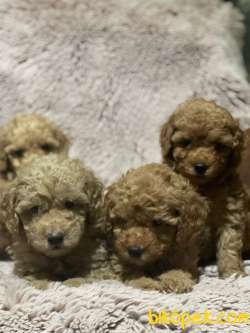 Toy Poodle / SATILIK YAVRULARIMIZ 4