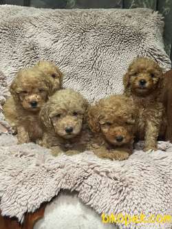 Toy Poodle / SATILIK YAVRULARIMIZ 1