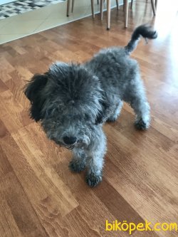 Toy Poodle Silver 6 Aylık Yavru 1