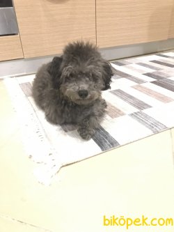 Toy Poodle Silver 6 Aylık Yavru 4