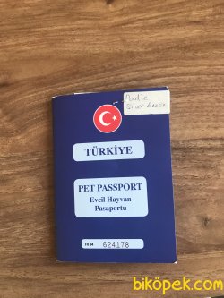 Toy Poodle Silver 6 Aylık Yavru 2