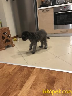Toy Poodle Silver 6 Aylık Yavru 3