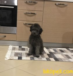 Toy Poodle Silver 6 Aylık Yavru 5