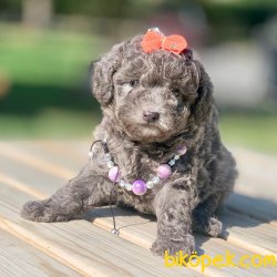 Toy Poodle Silver Mavi Gözlü Çok Nadir Yavrularımız 1