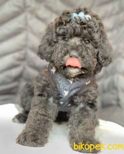 Toy Poodle Silver Renk Gümüş Gri Nadir Yavrular 4