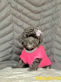 Toy Poodle Silver Renk Gümüş Gri Nadir Yavrular 5