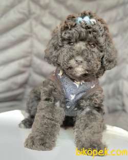 Toy Poodle Silver Renk Gümüş Gri Nadir Yavrular 2