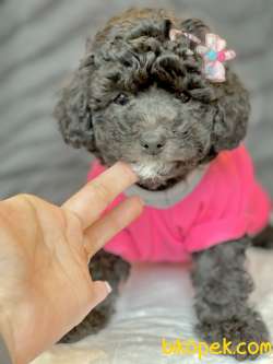 Toy Poodle Silver Renk Gümüş Gri Nadir Yavrular 3