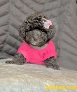 Toy Poodle Silver Renk Gümüş Gri Nadir Yavrular 1