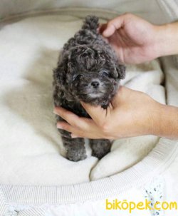 Toy Poodle Silver Renk Nadir Yavrularımız 1