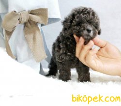 Toy Poodle Silver Renk Nadir Yavrularımız 3