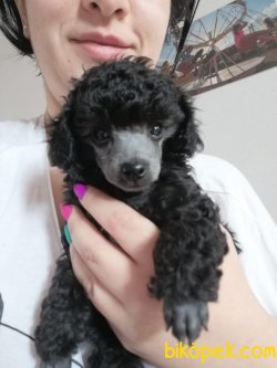 Toy Poodle Silver Renk Nadir Yavrularımız 2