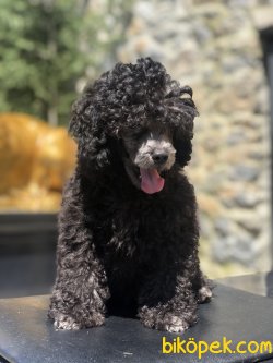 TOY POODLE SILVER YAVRULARIMIZ 2
