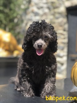 TOY POODLE SILVER YAVRULARIMIZ 1