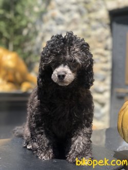 TOY POODLE SILVER YAVRULARIMIZ 3