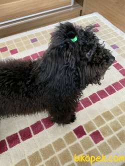Toy Poodle Siyah 2