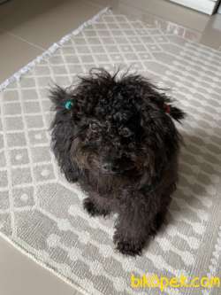 Toy Poodle Siyah 3
