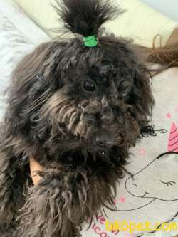 Toy Poodle Siyah 5