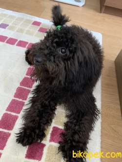Toy Poodle Siyah 4