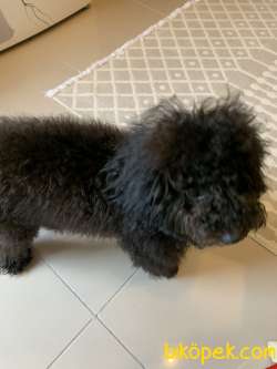Toy Poodle Siyah 1