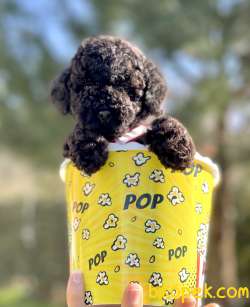 Toy Poodle Teacup Black Yavrularımız 5