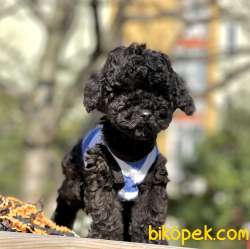 Toy Poodle Teacup Black Yavrularımız 3