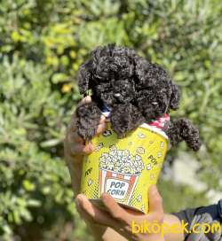 Toy Poodle Teacup Black Yavrularımız 1