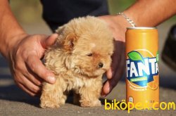 Toy Poodle Teacup Çok Güzel Yavrularımız 1