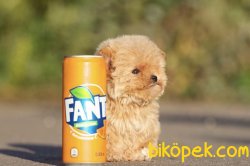 Toy Poodle Teacup Çok Güzel Yavrularımız 2
