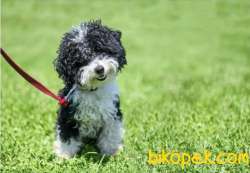 Toy Poodle Teacup Harlequin Renk Nadir Yavrumuz 4