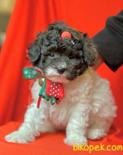 Toy Poodle Teacup Harlequin Renk Nadir Yavrumuz 5