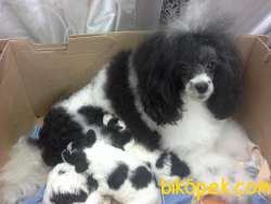 Toy Poodle Teacup Harlequin Renk Nadir Yavrumuz 2