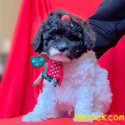 Toy Poodle Teacup Harlequin Renk Nadir Yavrumuz 3