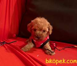 Toy Poodle Teacup Her Renk Yavrularımız 5