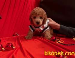 Toy Poodle Teacup Her Renk Yavrularımız 4