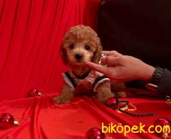 Toy Poodle Teacup Her Renk Yavrularımız 3