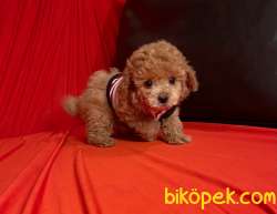 Toy Poodle Teacup Her Renk Yavrularımız 2