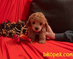 Toy Poodle Teacup Her Renk Yavrularımız 1