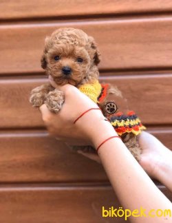 Toy Poodle Teacup Oyuncak Tip Bebek Surat Yavrularımız 1