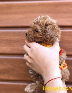 Toy Poodle Teacup Oyuncak Tip Bebek Surat Yavrularımız 3