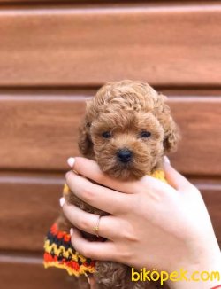 Toy Poodle Teacup Oyuncak Tip Bebek Surat Yavrularımız 2