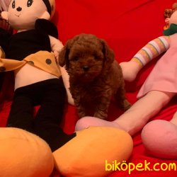Toy Poodle Teacup Red Brown Asili Mikrocipli Yavrular 1
