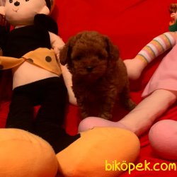 Toy Poodle Teacup Red Brown Asili Mikrocipli Yavrular 2