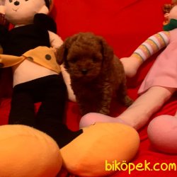 Toy Poodle Teacup Red Brown Asili Mikrocipli Yavrular 3