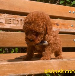 Toy Poodle Teacup Red Brown Yavrular 3