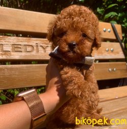 Toy Poodle Teacup Red Brown Yavrular 1