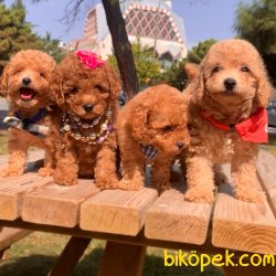 Toy Poodle Teacup Renk Renk Peluş Surat Yavrular 2