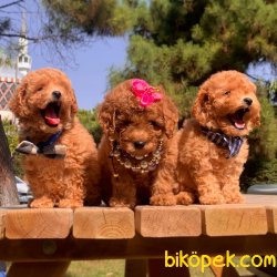 Toy Poodle Teacup Renk Renk Peluş Surat Yavrular 5